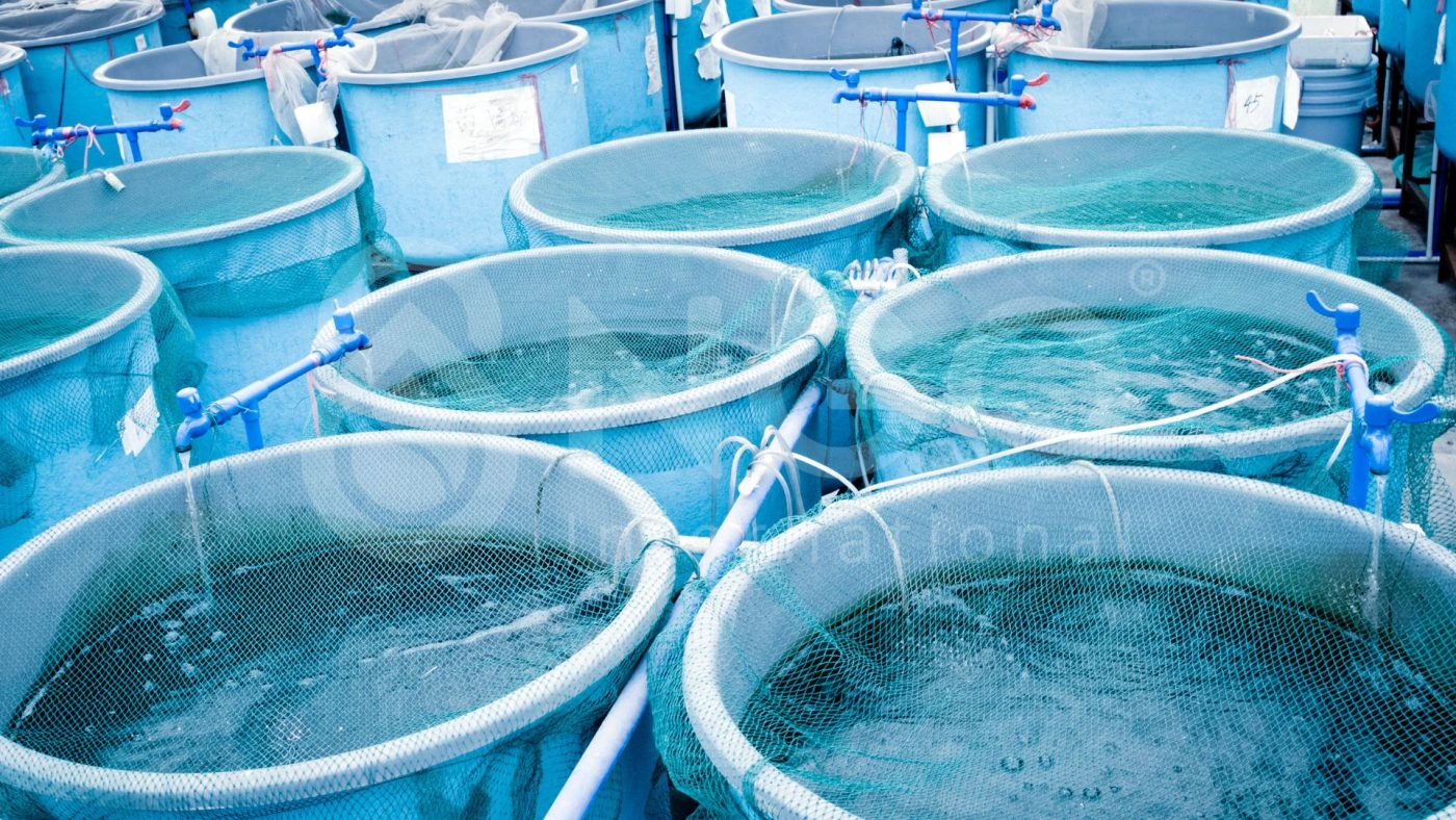 XỬ LÝ NƯỚC THẢI NUÔI TRỒNG THỦY SẢN BẰNG CÔNG NGHỆ ĐIỆN HÓA MỚI nuoi trong thuy hai san